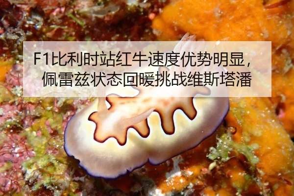 F1比利时站红牛速度优势明显，佩雷兹状态回暖挑战维斯塔潘